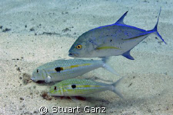 Bluefin Trevally swimming with the Goatfish. by Stuart Ganz 